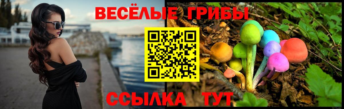 Галлюциногенные грибы Psilocybine cubensis Пятигорск